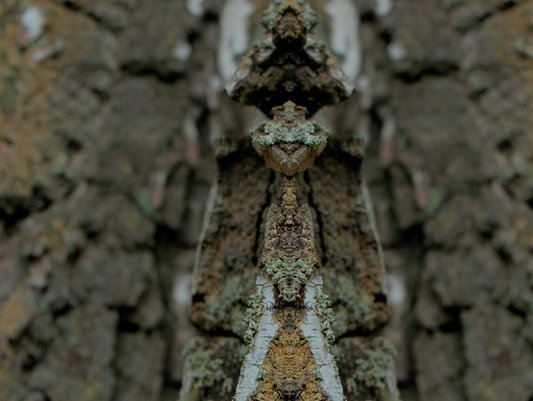 Georg Lutz, „Green Fence“ (2026, Filmstill). Digitalvideo, 09:00 min. Leihgabe des Künstlers, © the artist