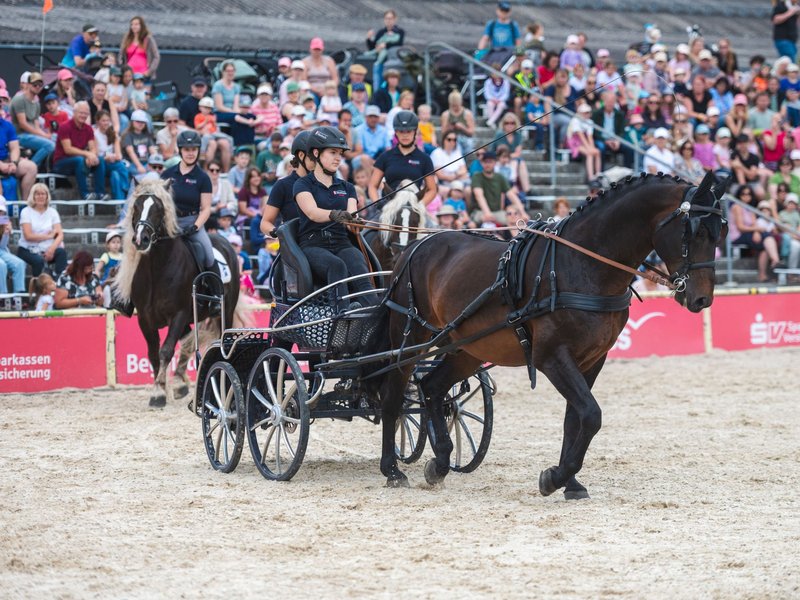 Die Auszubildenden des Haupt- und Landgestüts Marbach: Sattelfest und sicher an den Leinen, begeisterten sie die Besucher am vierten Marbacher Kindertag (Foto: Tom’s Pic)