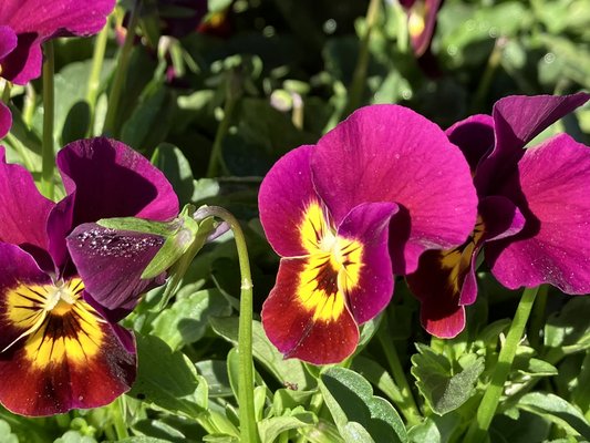 Bildquelle: Eigenbetrieb Gartenschau Bad Urach