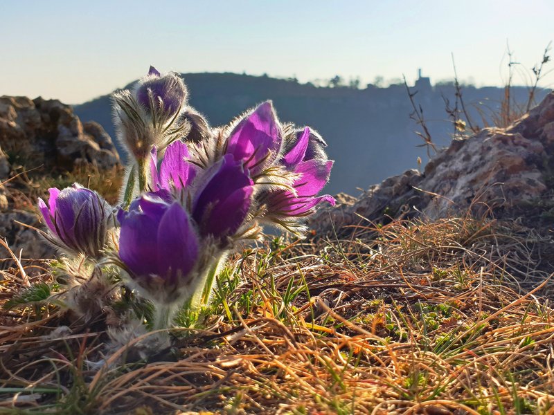Traifelberg, Foto: Elke Koch, albtips.de