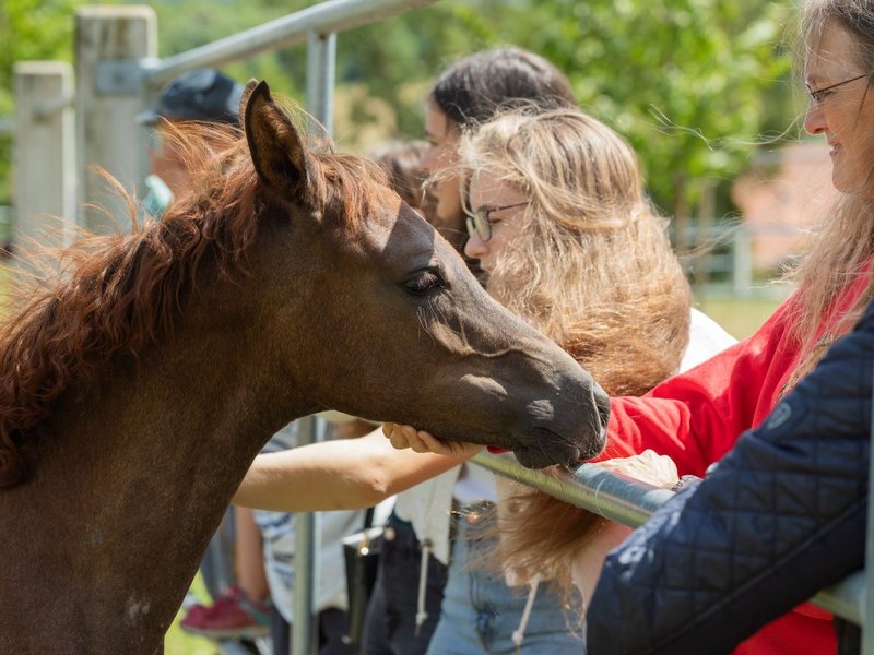 Frühlingszeit in Marbach: Die ersten Fohlen tummeln sich auf der Weide. Foto: Stephan Kube