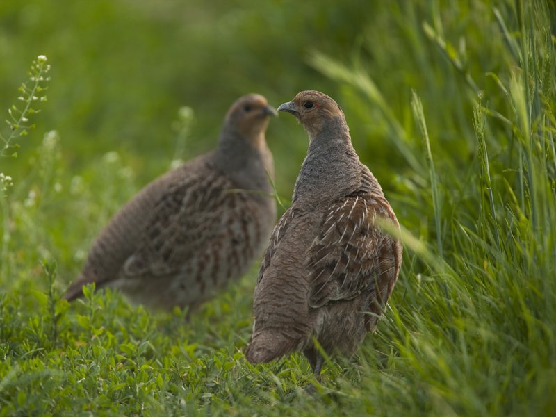 Das Rebhuhn ist der Vogel des Jahres 2026, Fotografie: Dietmar Nill.