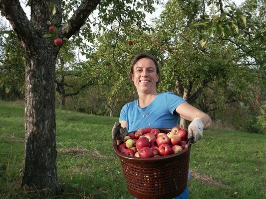 Foto: Geschmackliche Vielfalt: Tafeläpfel von der Streuobstwiese. © Streuobstparadies
