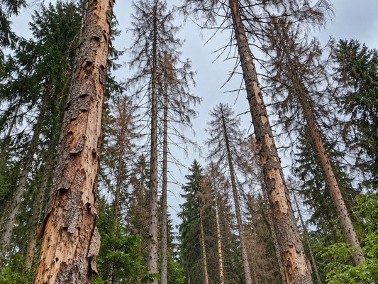 Borkenkäferbefall in der Kernzone im Gemeindewald Zwiefalten; Fotografie: Kreisforstamt Reutlingen.