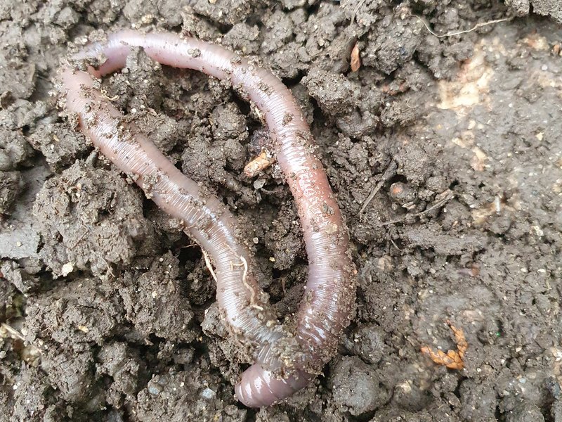 Regenwurm im Boden; Fotografie: Geschäftsstelle Biosphärengebiet Schwäbische Alb