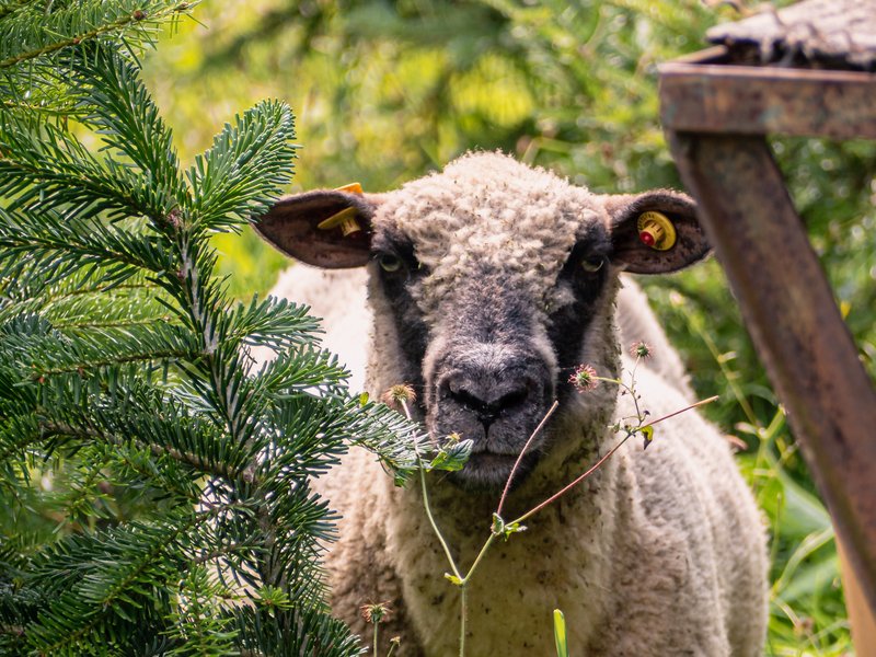 Foto der Christbaumkultur ALBTANNE (Fotoquelle: Bioland-Christbaumkultur ALBTANNE)