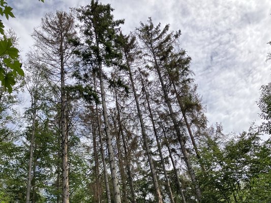 Borkenkäferbefall in der Kernzone im Gemeindewald Engstingen; Fotografie: Kreisforstamt Reutlingen