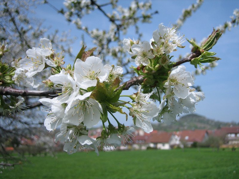 Foto: Schwäbisches Streuobstparadies e. V.