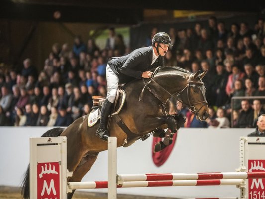 PSA-Tour Sieger 2024: Comme Cavelle unter David Will anlässlich der Marbacher Hengstvorstellung (Foto: Tom’s Pic)