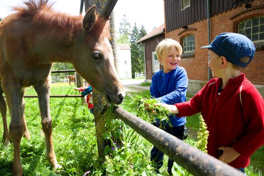 Fohlenweide © Tourist-Information Gomadingen, Fotografin: Ulrike Klumpp