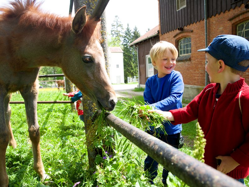 Fohlenweide © Tourist-Information Gomadingen, Fotografin: Ulrike Klumpp