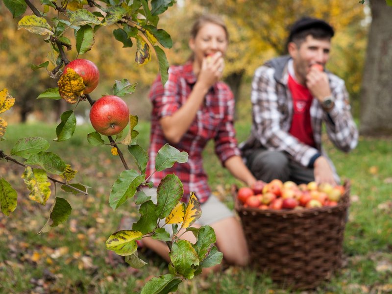 Foto: Geschmackliche Vielfalt: Tafeläpfel von der Streuobstwiese. © Streuobstparadies/Hammer